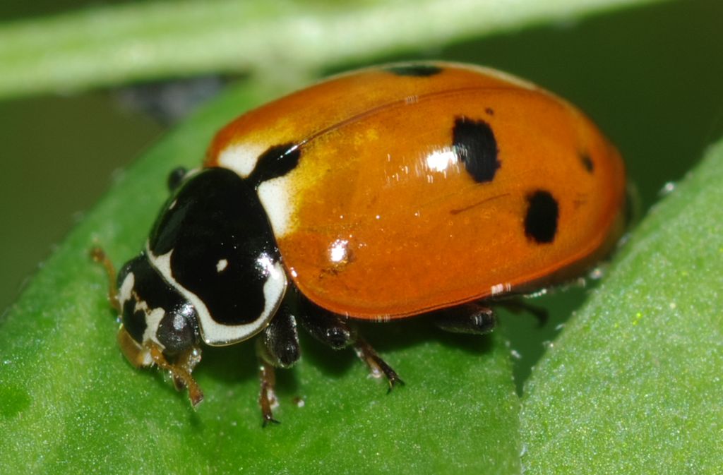 Coccinella - Hippodamia variegata